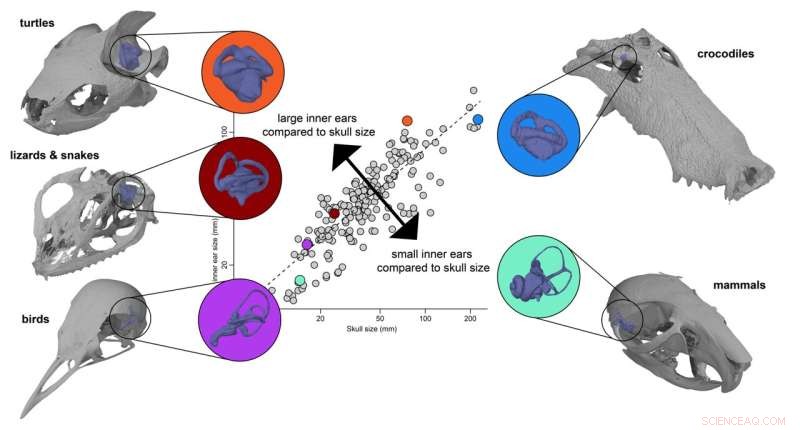 New Study Reveals Turtles Possess Large Inner Ears and Complex Labyrinth Morphology
