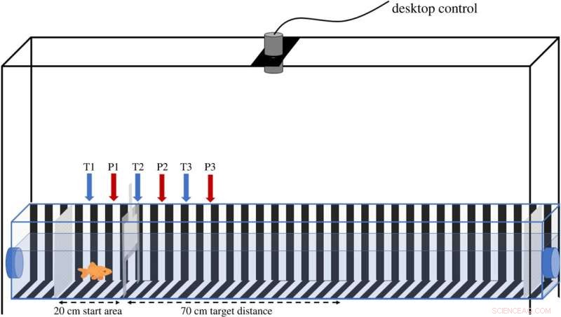 Study Reveals Goldfish Use Optic Flow to Estimate Travel Distances