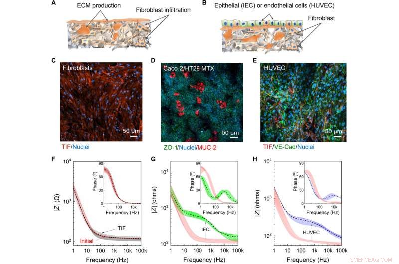 The e-Transmembrane Platform: Organic Bioelectronic Device for Advanced 3D Cell Culture Hosting and Monitoring