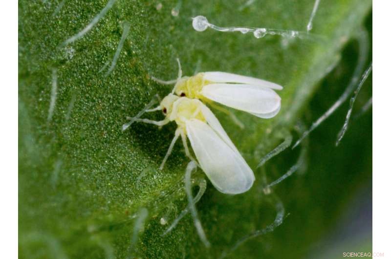 Silverleaf Whitefly Crop Pest Acquires 49 Plant Genes in Genomic Breakthrough