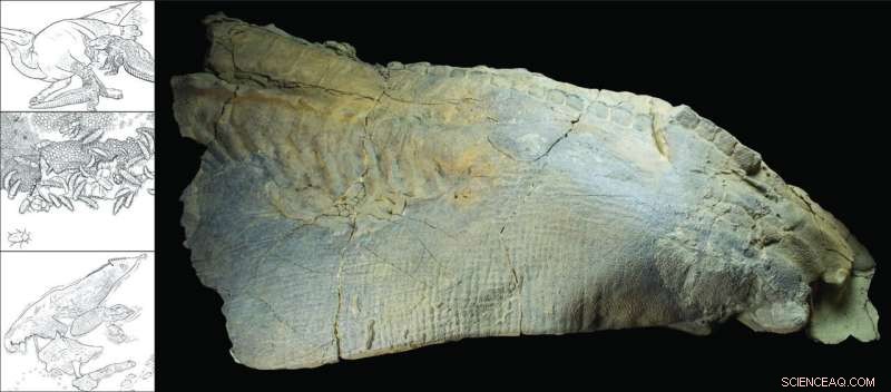 Dinosaur Mummies: Not as Rare as Previously Believed, Study Shows