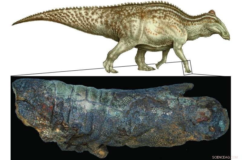 Dinosaur Mummies: Not as Rare as Previously Believed, Study Shows