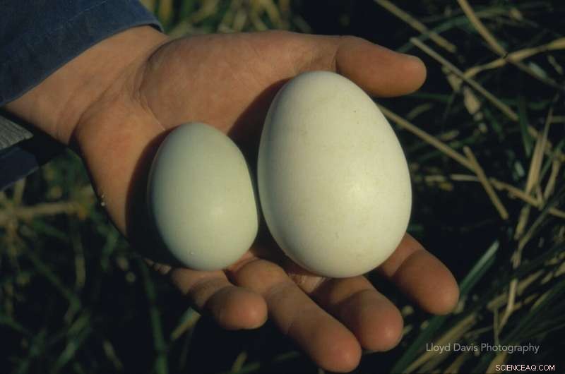 New Study: Why Erect-Crested Penguins Reject Their First Egg
