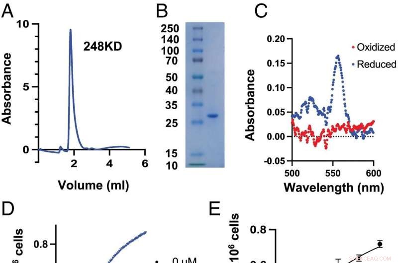 Breakthrough: Scientists Create Efficient In-Cell Oxygen Generation System