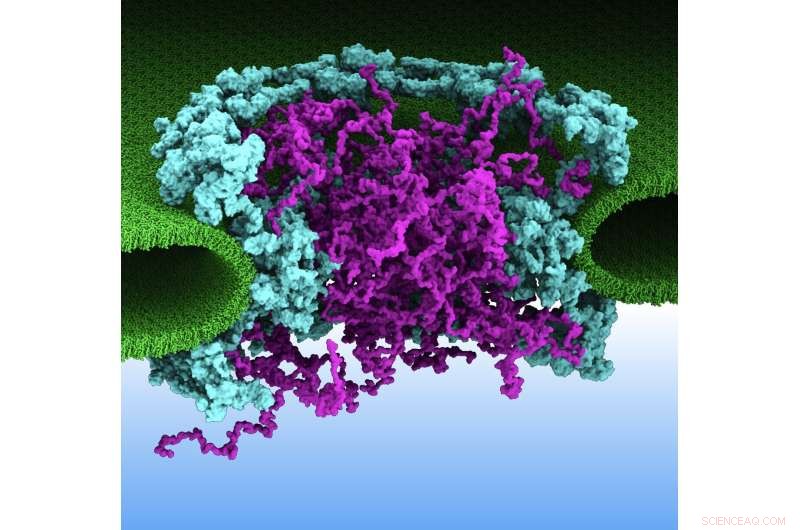 Supercomputer Simulations Reveal Passive Transport Mechanism for Biomolecules in Nuclear Pore Complex