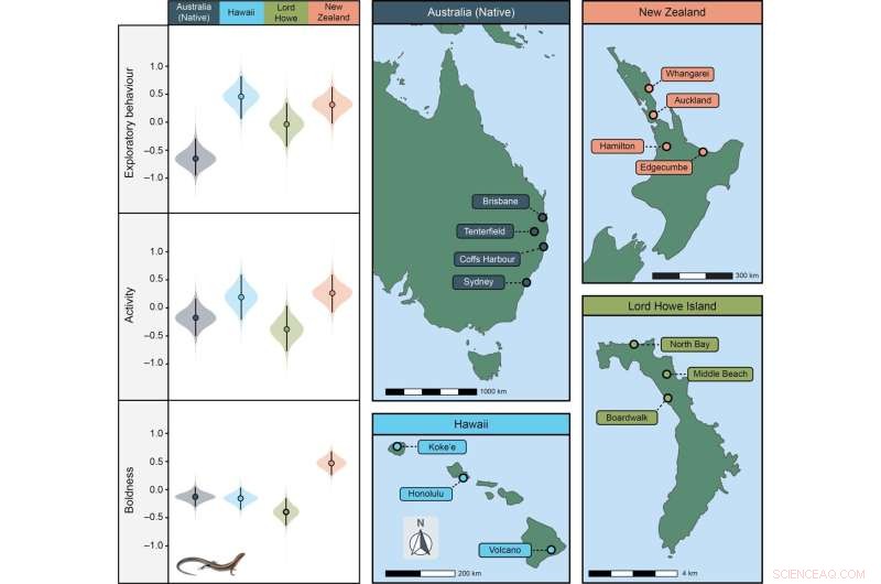 How Outgoing Personalities Enhance Lizard Invasion Success