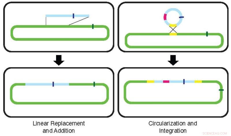 Bacterial Hybrid Evolution: Mechanisms of Chromosome Enlargement Through DNA Recombination