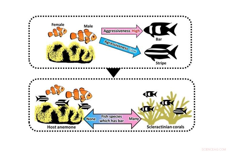 Color Patterns Trigger Aggression, Shaping Fish Communities in Coral Reef Ecosystems