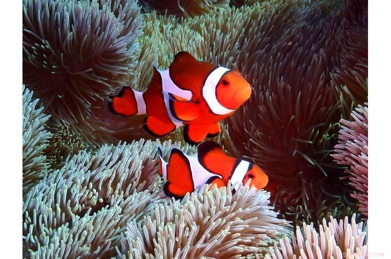 Color Patterns Trigger Aggression, Shaping Fish Communities in Coral Reef Ecosystems