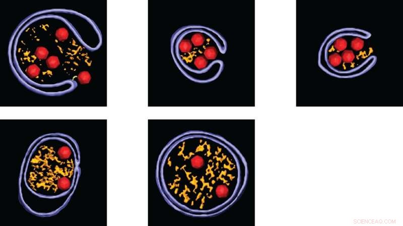 Poliovirus Cellular Hijacking: Uncovering Virus Assembly and VPS34 s Critical Role