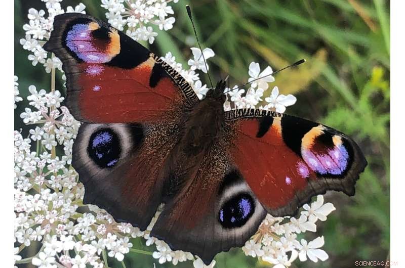 Butterfly Eyespots: How Optical Illusions Deter Predatory Birds in New Research