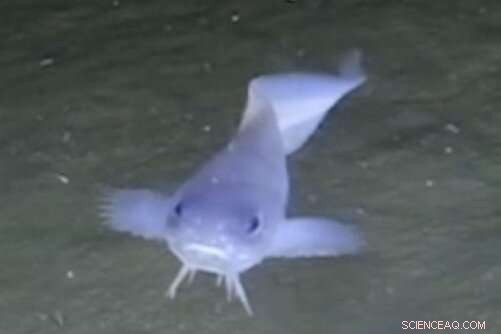 Atacama Trench Discovery: New Snailfish Species Sheds Light on Deep-Sea Evolution