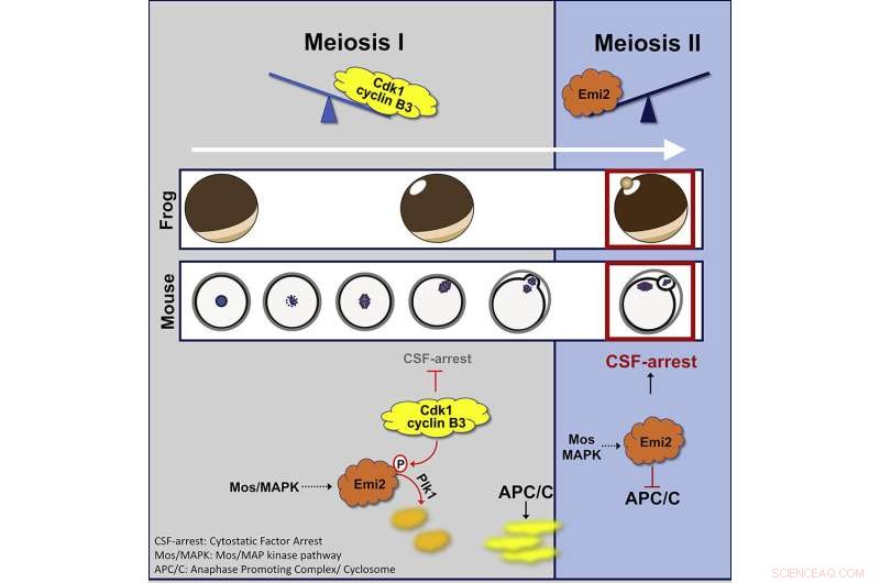 Breakthrough Study Reveals Molecular Mechanism Controlling Chromosome Halving in Egg Cell Meiosis