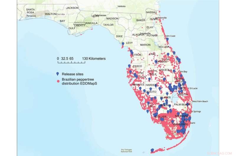 Biocontrol Breakthrough: Pseudophilothrips ichini Thrips Effectively Manage Invasive Brazilian Peppertree in Florida
