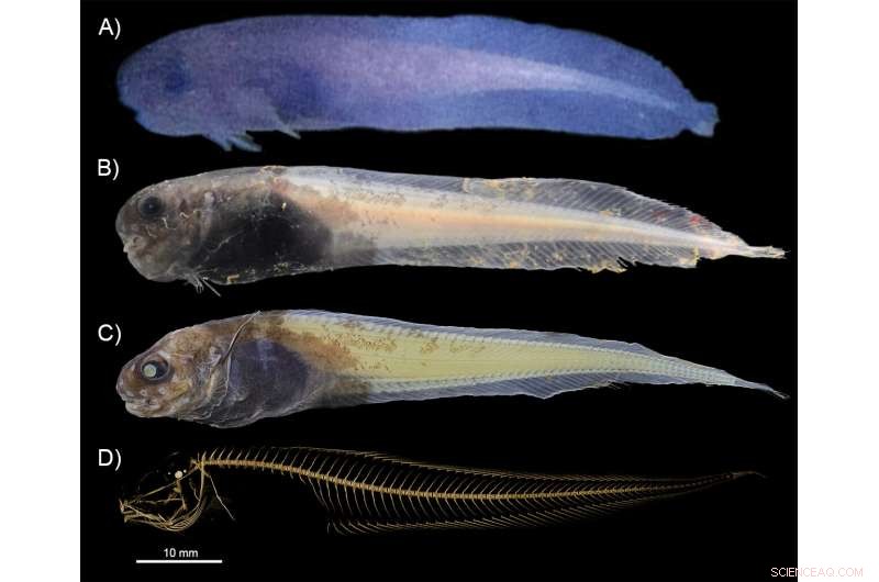 Atacama Trench Discovery: New Snailfish Species Sheds Light on Deep-Sea Evolution