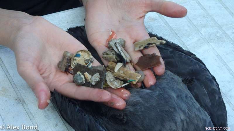New Research Reveals Plastics Cause Widespread Multi-Organ Damage in Seabirds