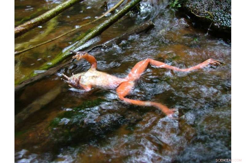 Solving the Frog Pandemic: Advances in Curing Chytrid Fungus