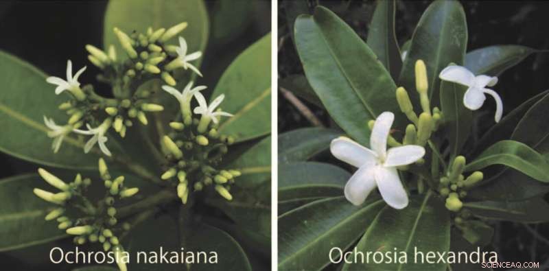 Unraveling Divergence and Overlap: A Taxonomic Study of Ochrosia nakaiana and Ochrosia hexandra from the Bonin Islands