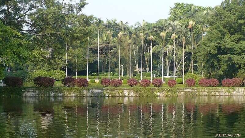 New Marsdenia Species Discovered in Myanmar by Chinese Scientists