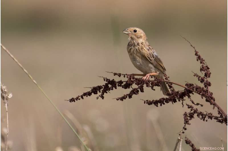 Study: Fallow Fields with Native Plants for Two+ Years Crucial for Farmland Bird Protection