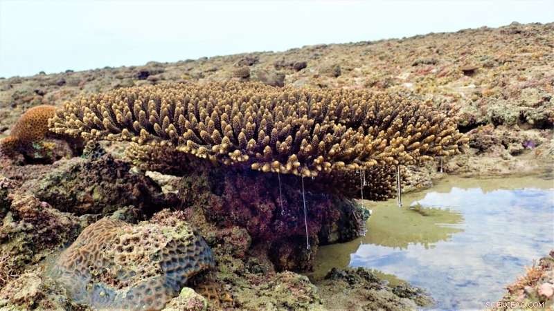 How DNA Analysis Predicts Coral Reefs  Future by Revealing Their Past Climate Adaptation