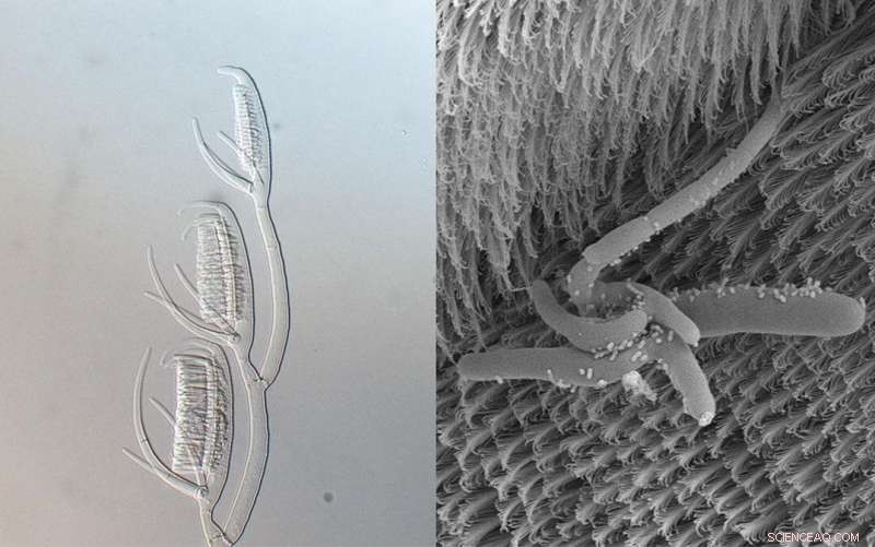 Cave Cricket Fungi Shed Light on Evolutionary Steps in Fungi