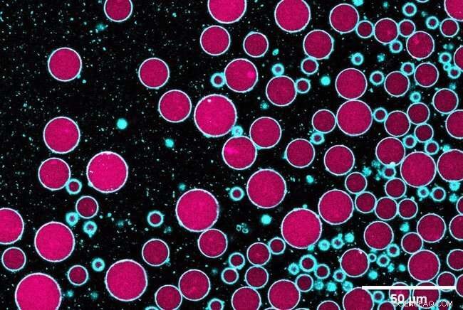 Synthetic Cells Successfully Communicate with Organic Cells: Advancing Cellular Biology Research