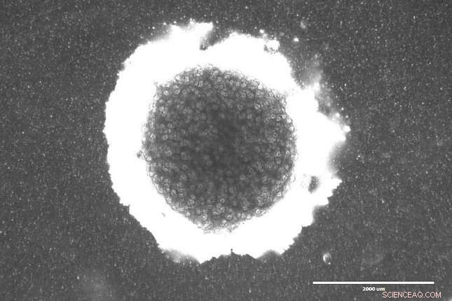 Synthetic Cells Successfully Communicate with Organic Cells: Advancing Cellular Biology Research