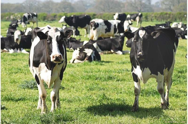 La Trobe University s Rapid Field Test Detects Livestock Parasites Early to Prevent Outbreaks