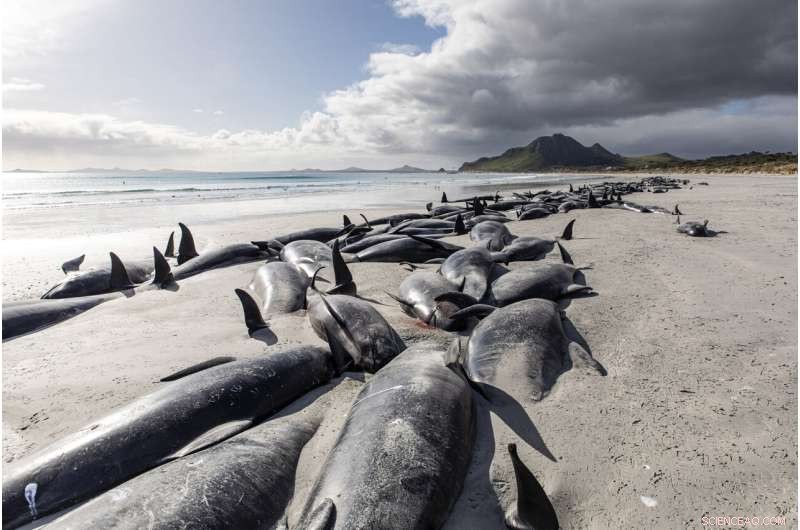 Mass Pilot Whale Stranding in New Zealand Results in 477 Deaths