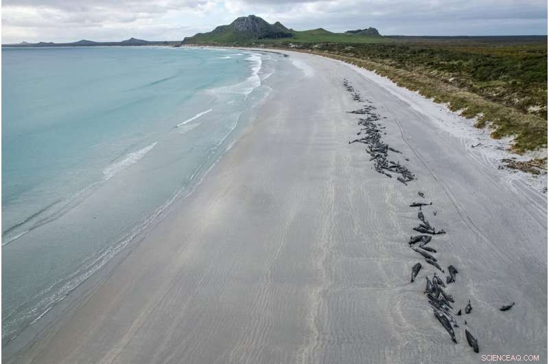 Mass Pilot Whale Stranding in New Zealand Results in 477 Deaths