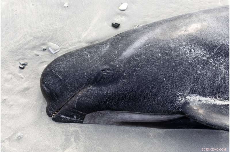 Mass Pilot Whale Stranding in New Zealand Results in 477 Deaths