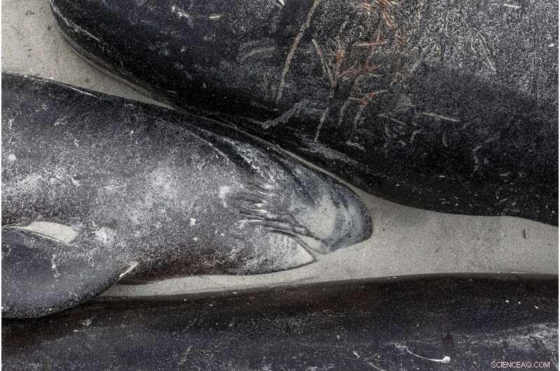 Mass Pilot Whale Stranding in New Zealand Results in 477 Deaths