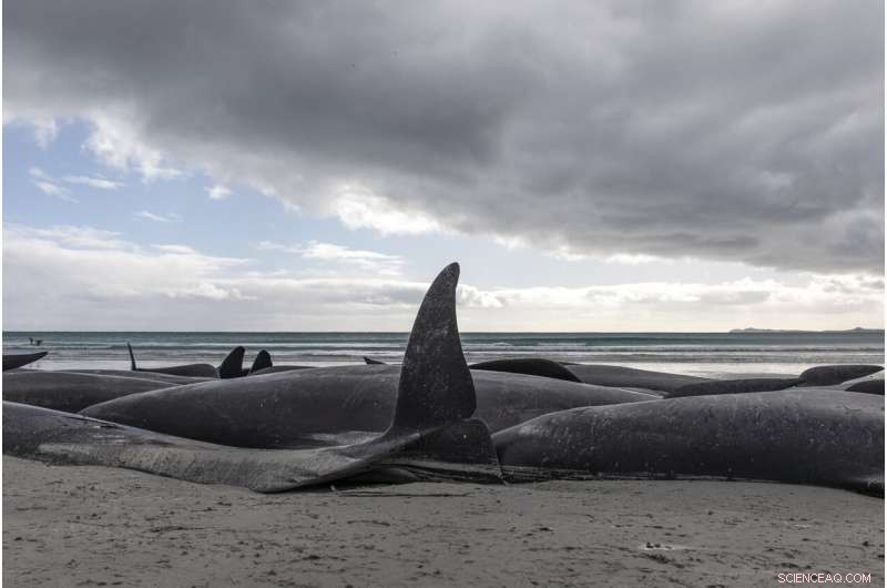 Mass Pilot Whale Stranding in New Zealand Results in 477 Deaths