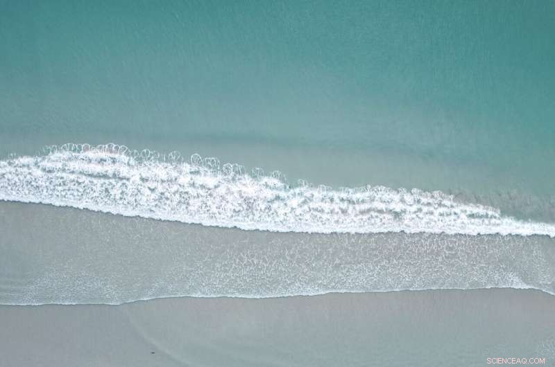 Mass Pilot Whale Stranding in New Zealand Results in 477 Deaths