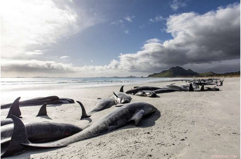 Mass Pilot Whale Stranding in New Zealand Results in 477 Deaths