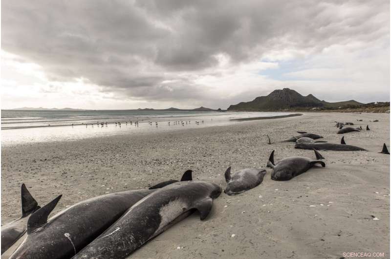 Mass Pilot Whale Stranding in New Zealand Results in 477 Deaths