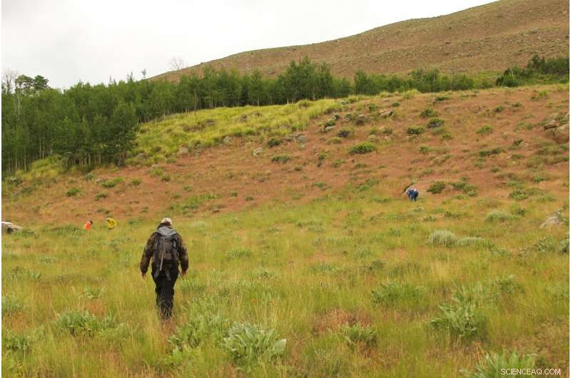 Effective Long-Term Strategies for Controlling Invasive Downy Brome