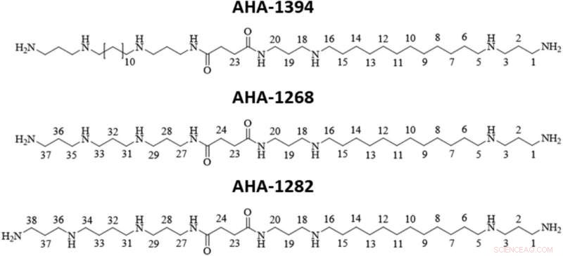 Breakthrough Compound Targets MRSA Superbug and Improves Antibiotic Efficacy