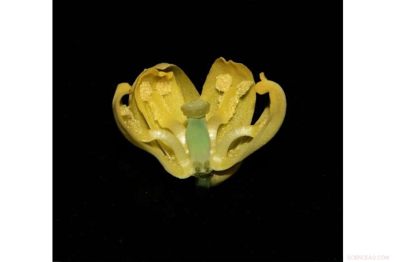 Mobile Flower Stamens Slap Insects to Optimize Pollination Efficiency