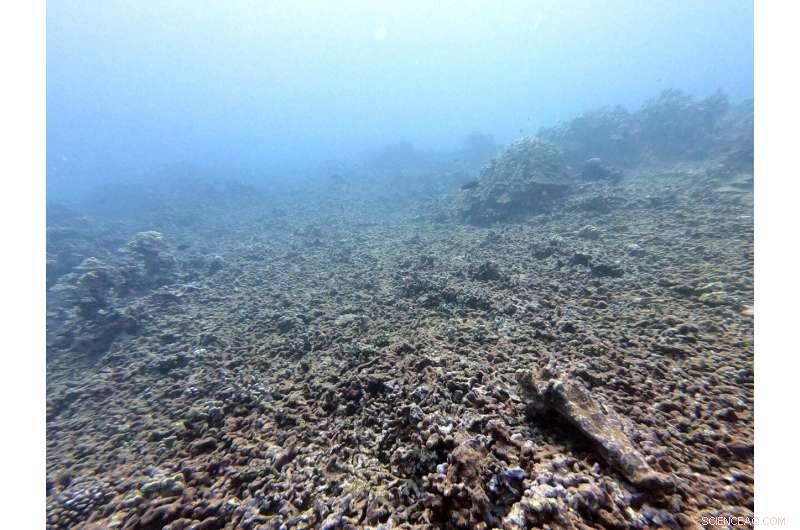 Half of World s Coral Reefs May Become Uninhabitable by 2035, Study Finds