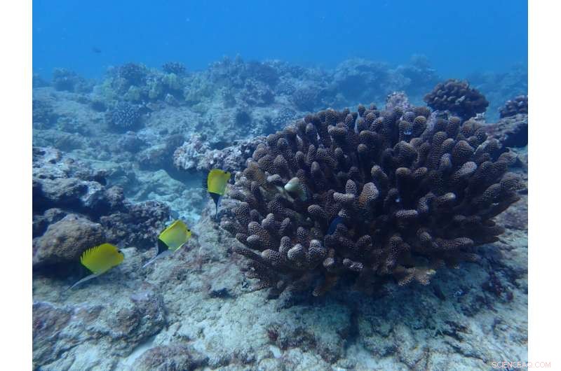 Half of World s Coral Reefs May Become Uninhabitable by 2035, Study Finds