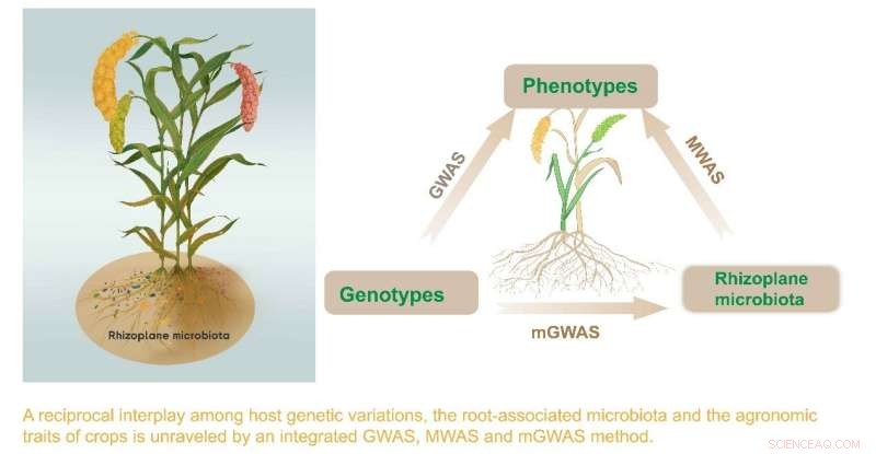 Millet s Genetic-Microbial Secrets: Boosting Crop Yield and Climate Resilience