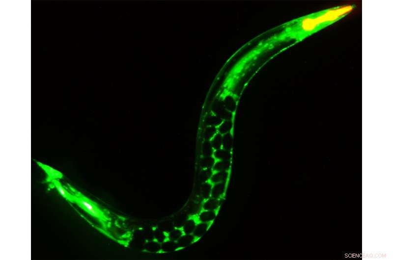 Meiosis Disruption Linked to Accelerated Aging: New Study on Reproductive Health and Longevity
