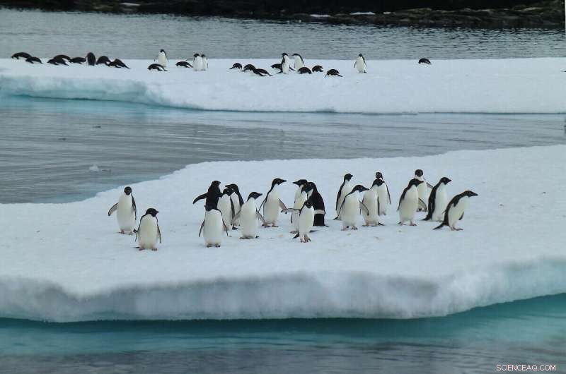 43% Decline in Adélie Penguin Population Near Mawson, East Antarctica