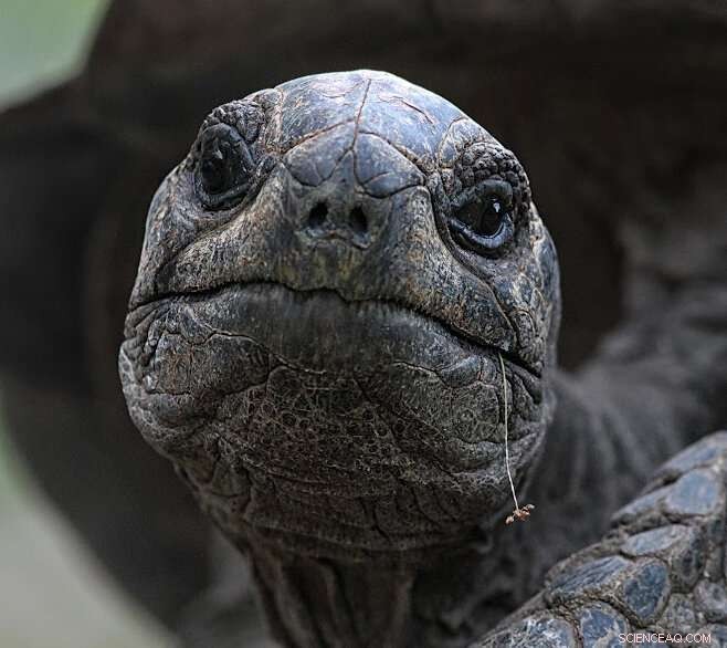 Chromosome-Scale Genome of Aldabra Giant Tortoise Reveals Critical Genetic Insights for Conservation