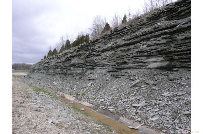 Ancient Invasive Species Study Reveals Strategies for Modern Conservation Success