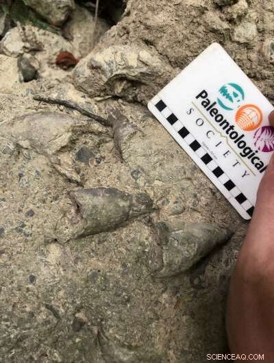 Ancient Invasive Species Study Reveals Strategies for Modern Conservation Success