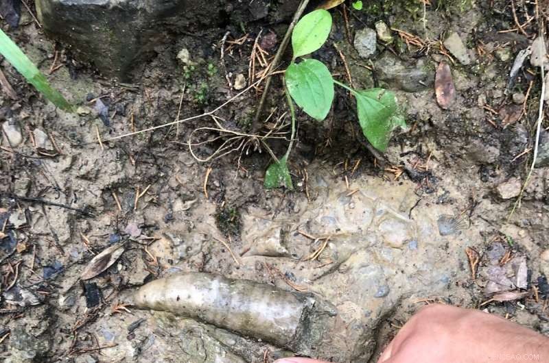 Ancient Invasive Species Study Reveals Strategies for Modern Conservation Success