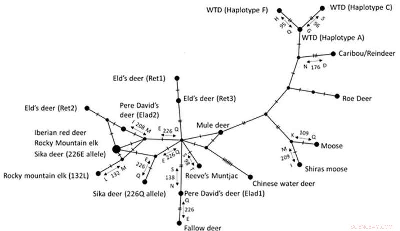 Genetic Diversity: Key to Protecting Endangered Deer from Deadly Diseases